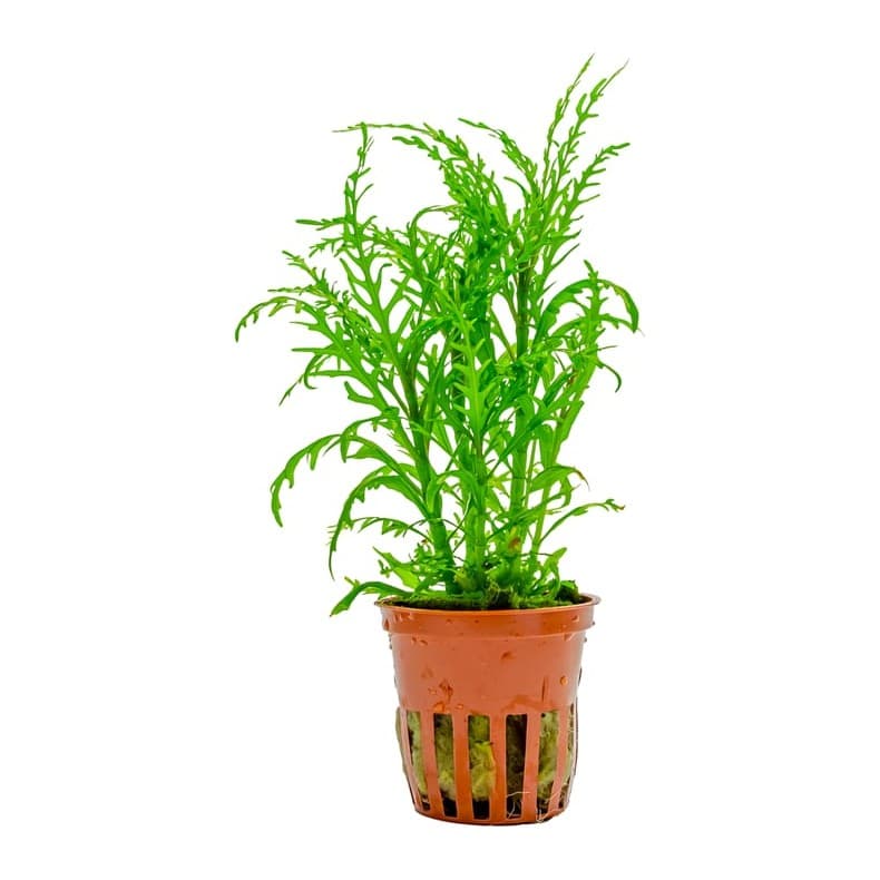 Hygrophila odora