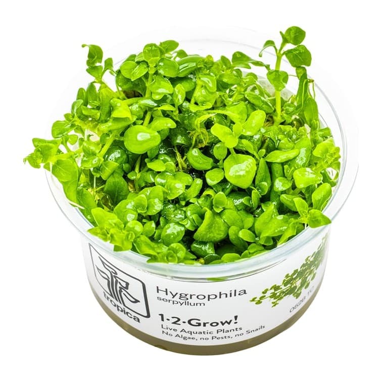 Hygrophila serpyllum