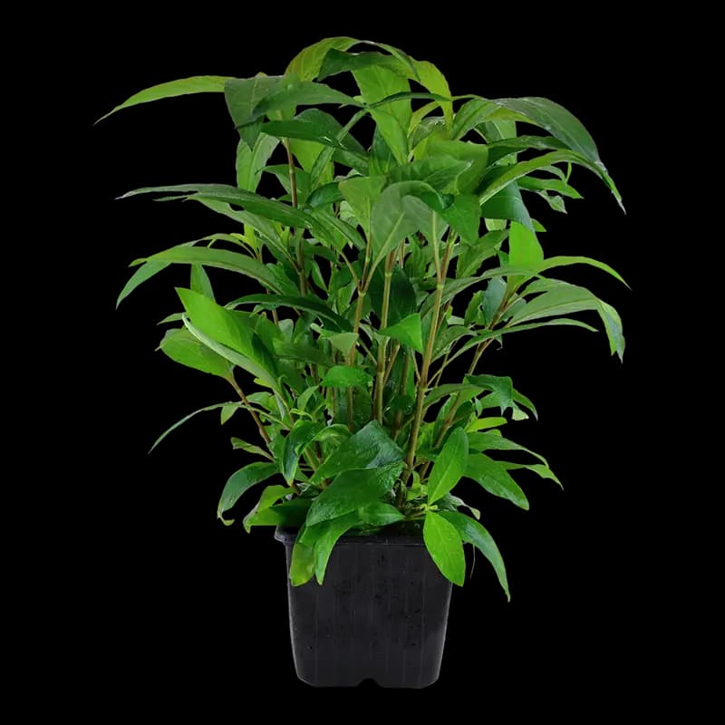Hygrophila corymbosa 'Stricta'