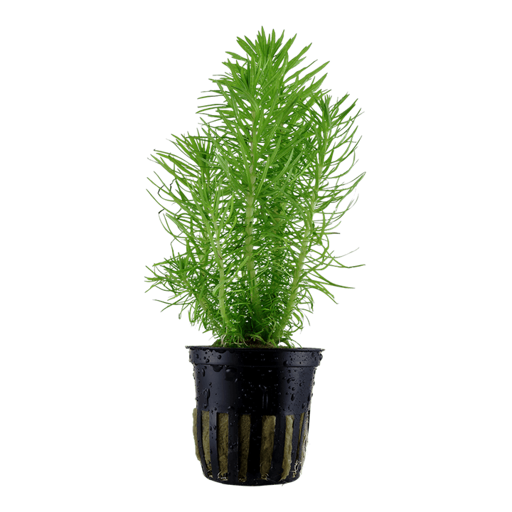Pogostemon deccanensis