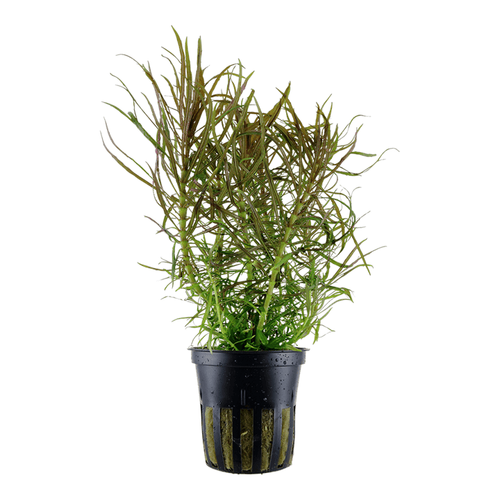 Pogostemon stellatus