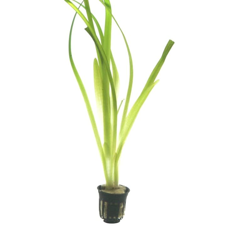 Vallisneria 'Gigantea'