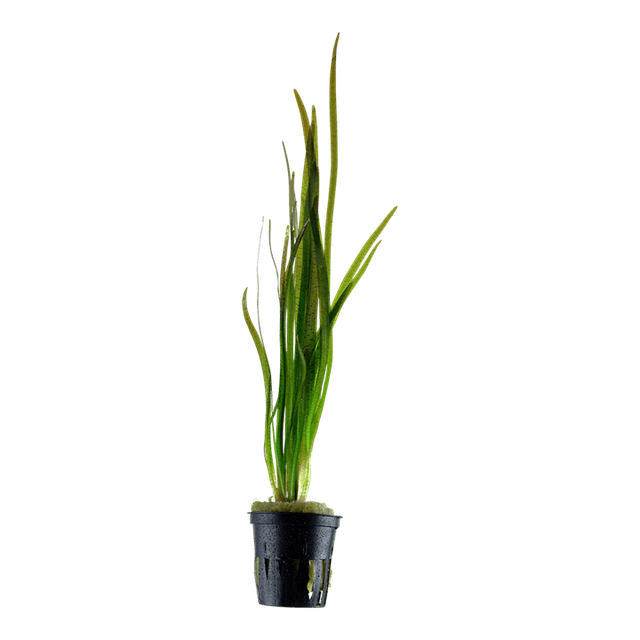Vallisneria spiralis 'Tiger'