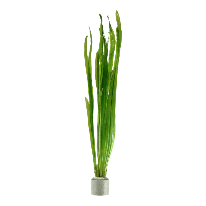 Vallisneria americana 'Natans'