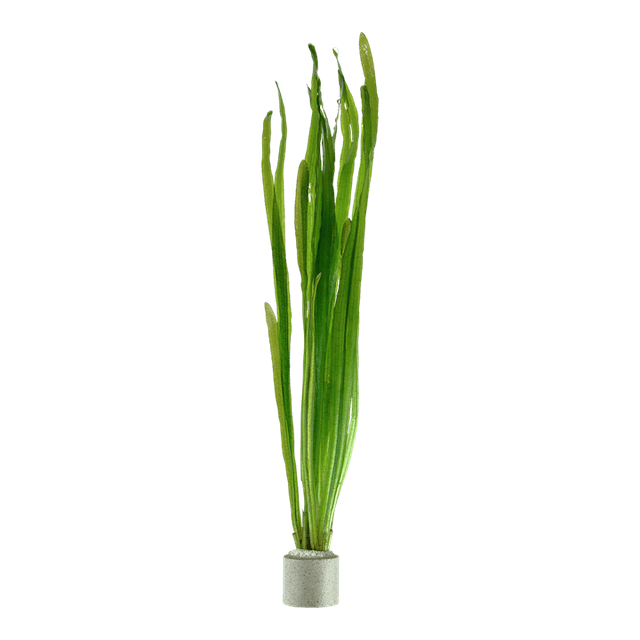 Vallisneria americana 'Natans'