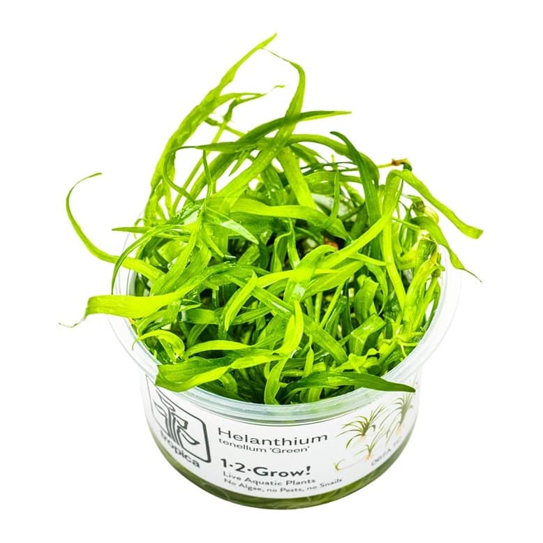 Helanthium tenellum 'Green'