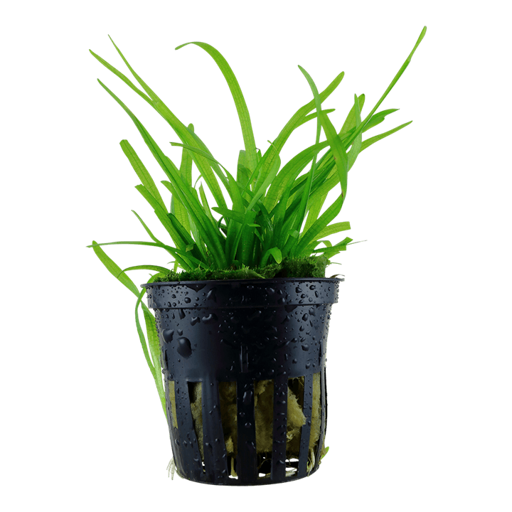 Sagittaria subulata