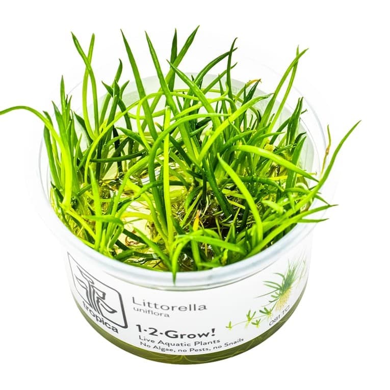 Littorella uniflora