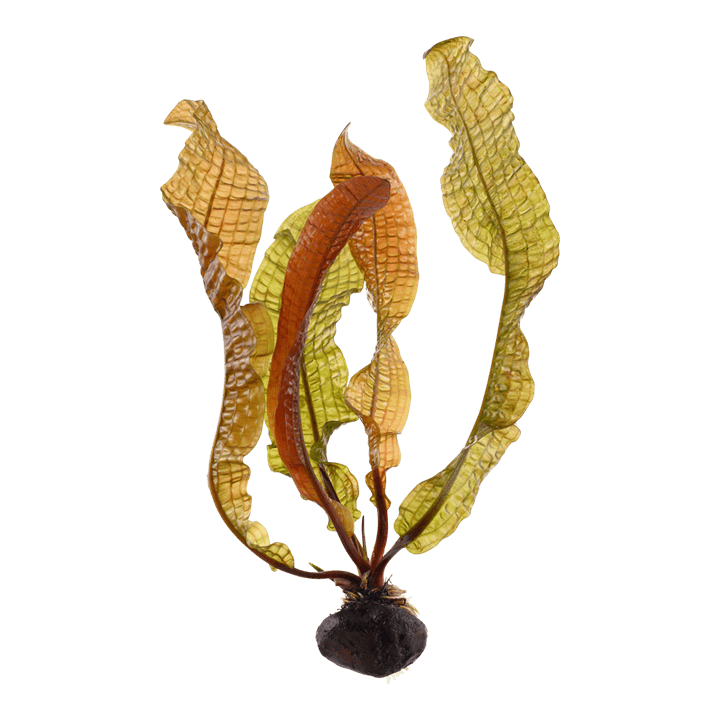 Aponogeton boivinianus