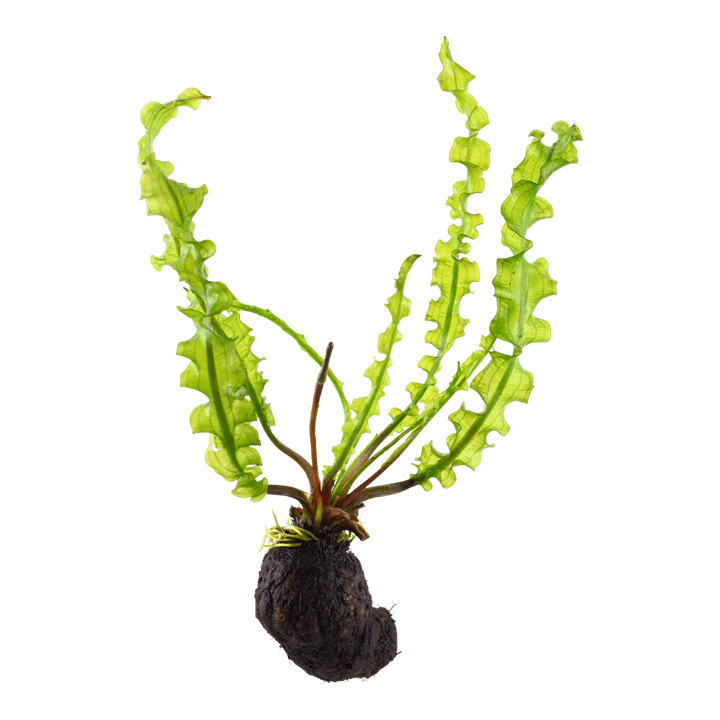Aponogeton longiplumulosus