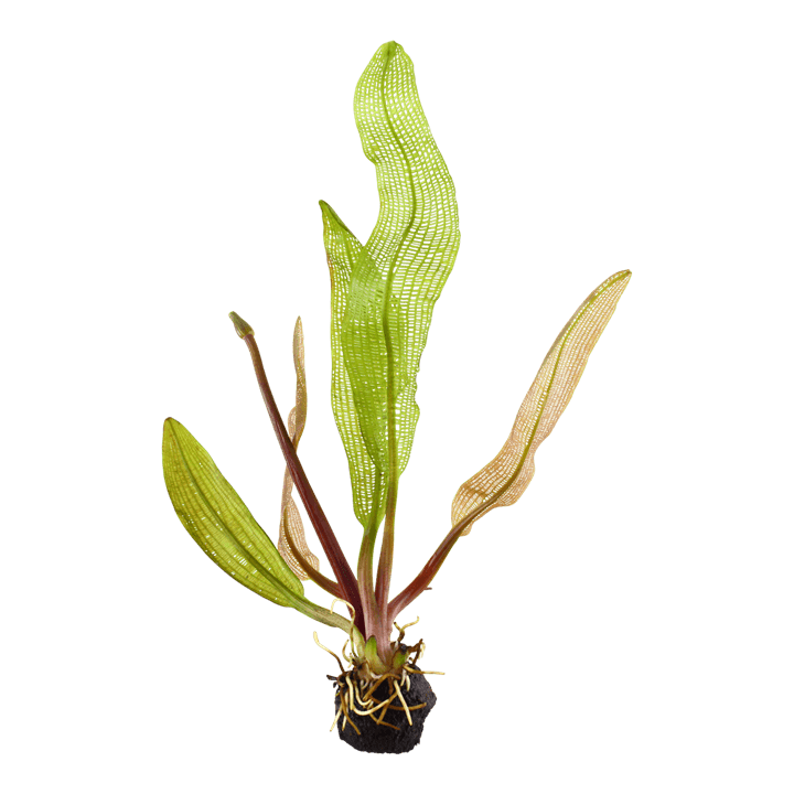 Aponogeton madagascariensis