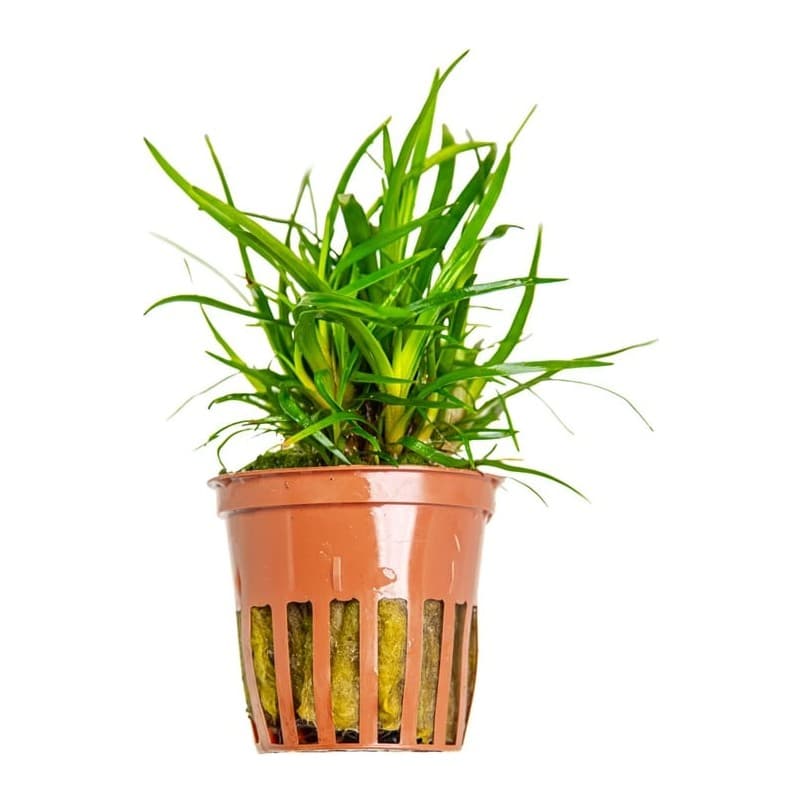 Eriocaulon sp. 'Vietnam'