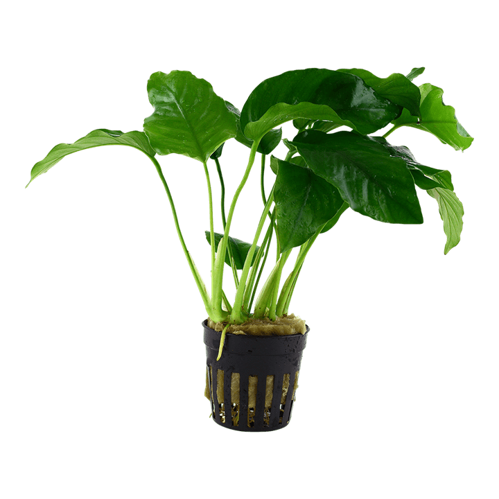 Anubias barteri var. barteri