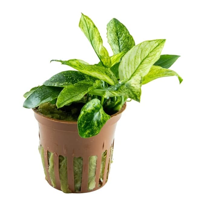 Anubias barteri var. nana 'Pinto'