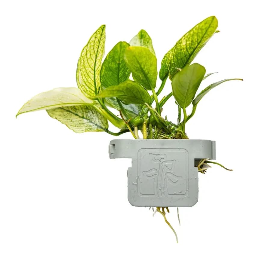 Anubias barteri var. nana 'Pinto'