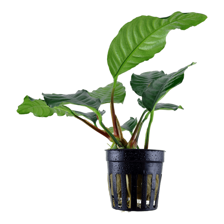 Anubias barteri var. 'Coffeifolia'
