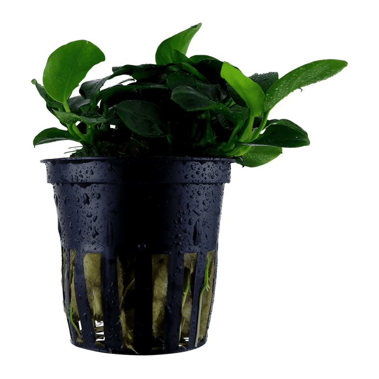Anubias barteri 'Petite'