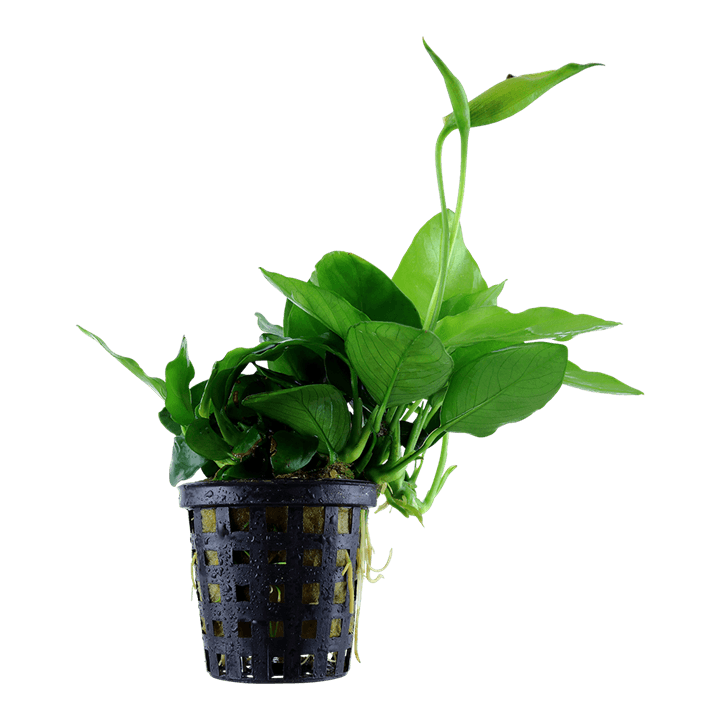 Anubias barteri var. nana 'Large'