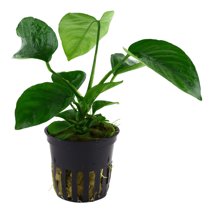 Anubias barteri var. caladiifolia