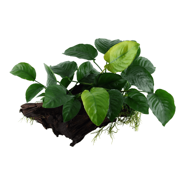 Anubias barteri sp.