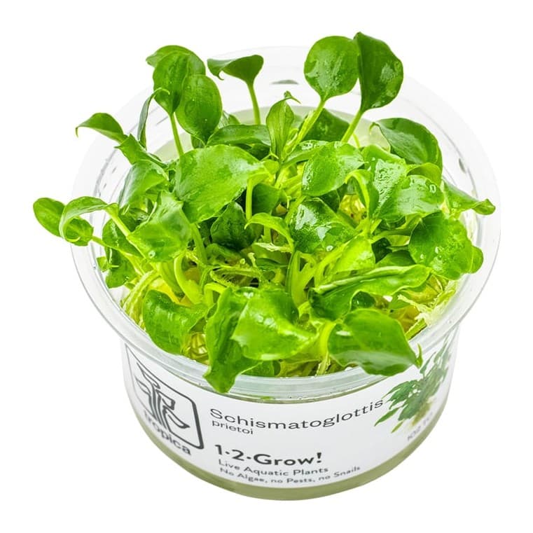 Schismatoglottis prietoi