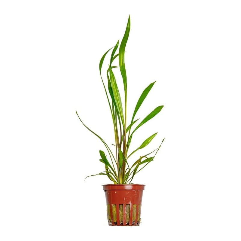 Cryptocoryne spiralis 'Red'