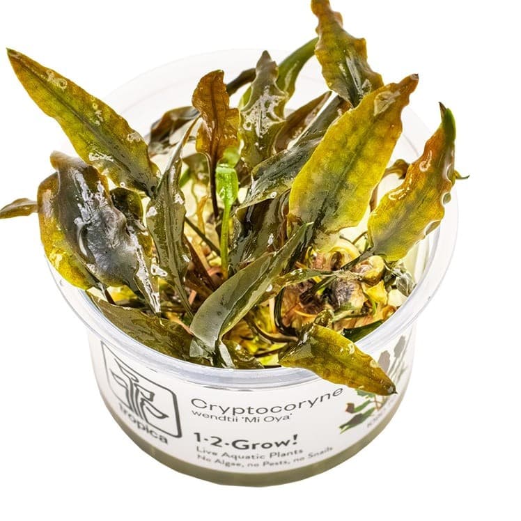 Cryptocoryne wendtii 'Mi Oya'