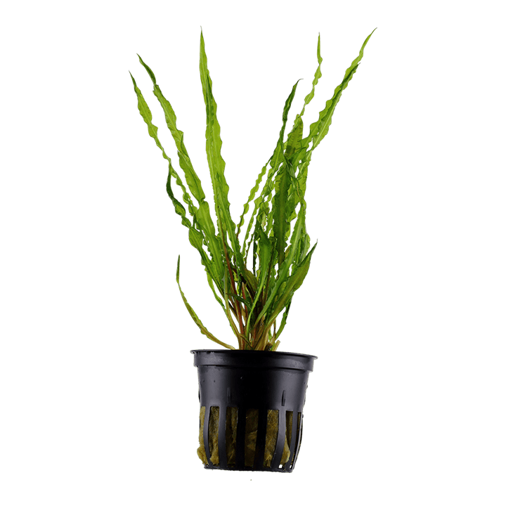 Cryptocoryne crispatula