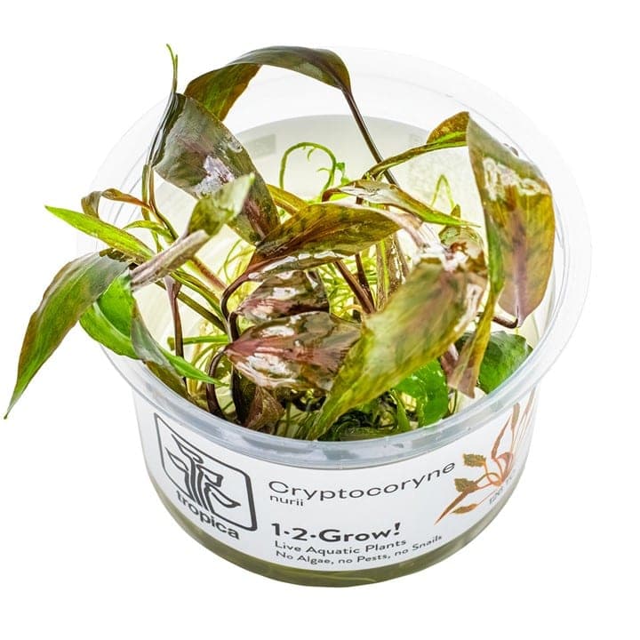 Cryptocoryne nurii