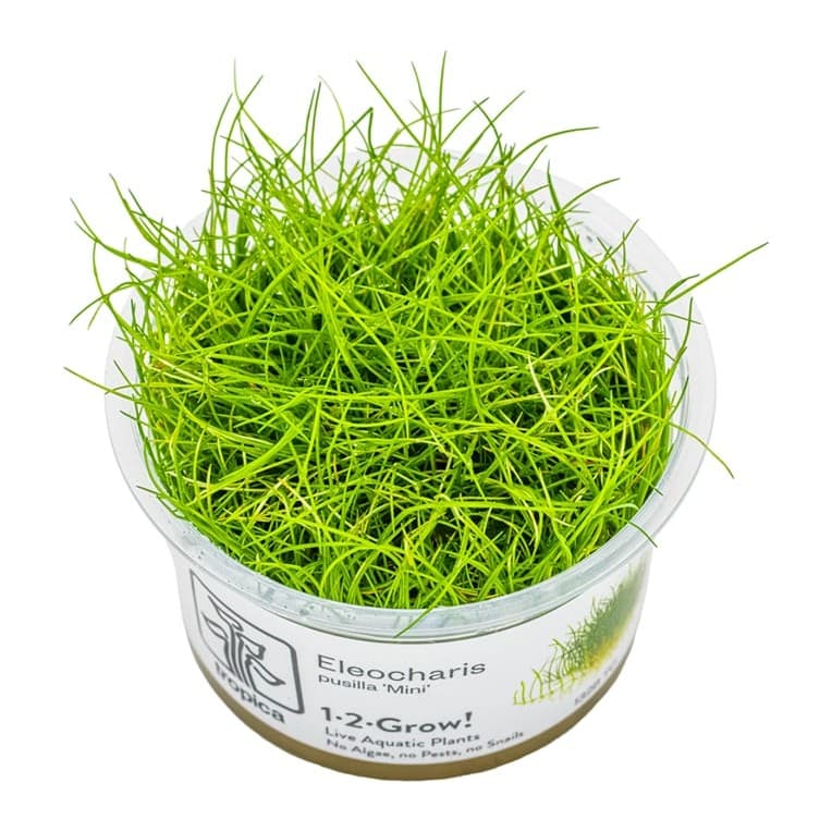 Eleocharis pusilla 'Mini'