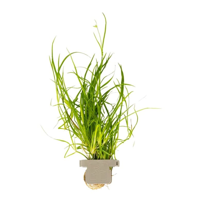 Juncus repens