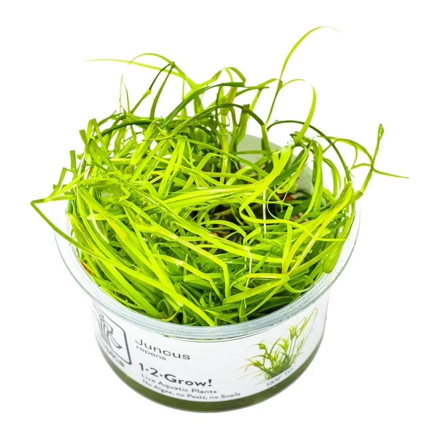 Juncus repens