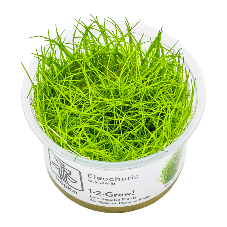Eleocharis acicularis
