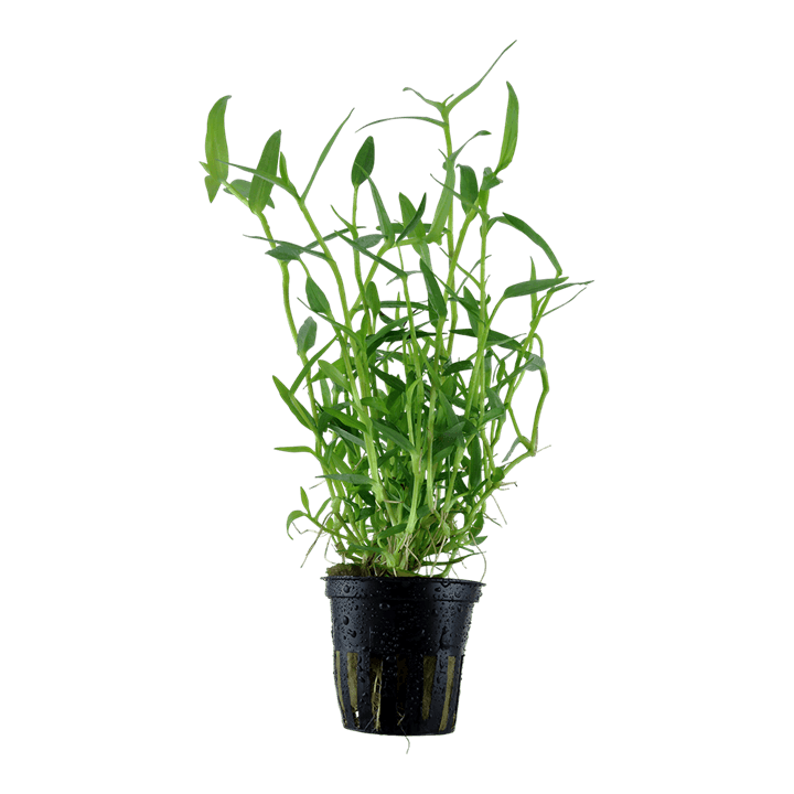 Murdannia keisak