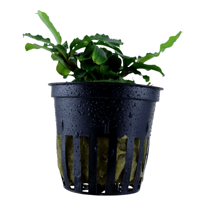 Bucephalandra pygmaea 'Bukit Kelam'