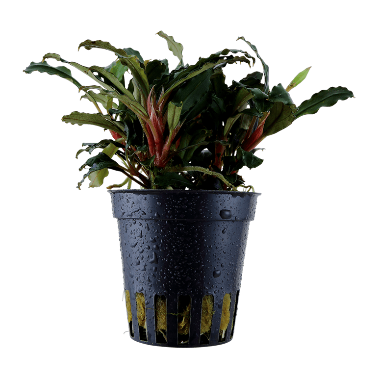 Bucephalandra sp. 'Red'