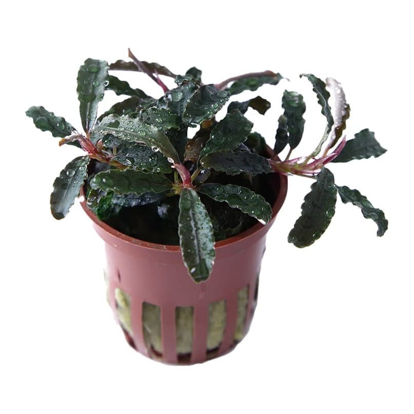Bucephalandra diabolica 'Kedagang'