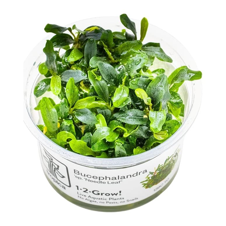Bucephalandra sp. 'Needle Leaf'