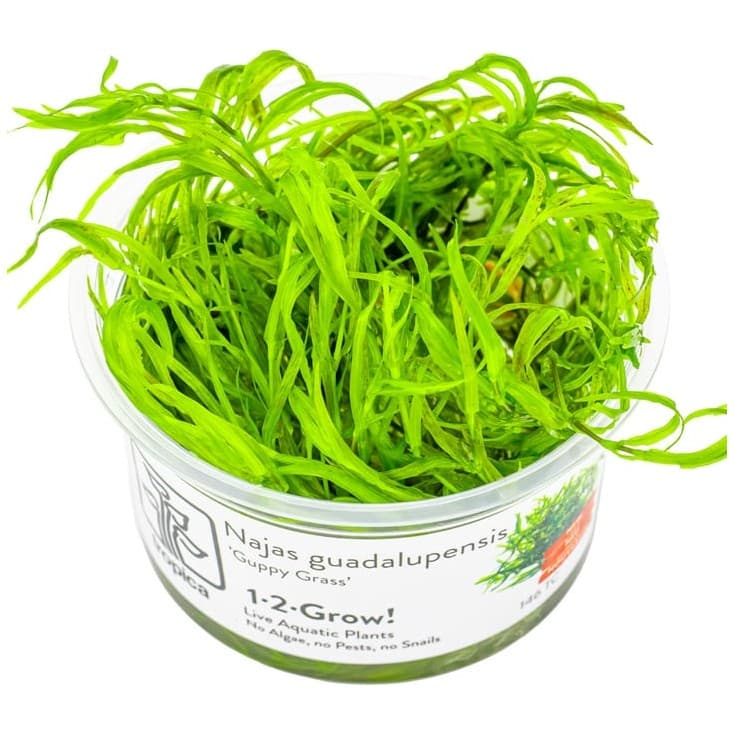 Najas guadalupensis 'Guppy Grass'