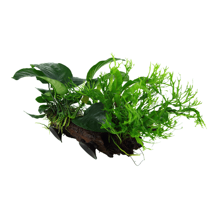 Microsorum sp.