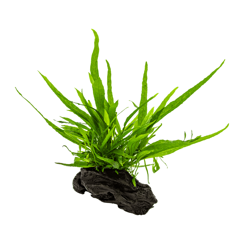 Microsorum pteropus nano wood