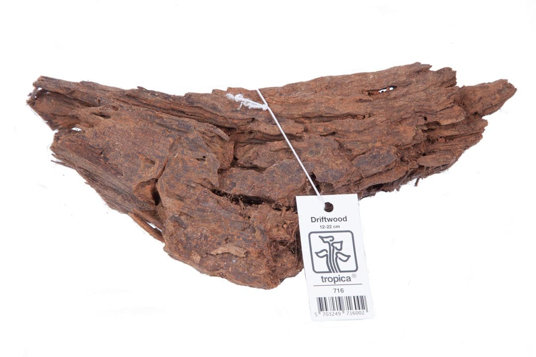 Tropica juurikas 12–20 cm