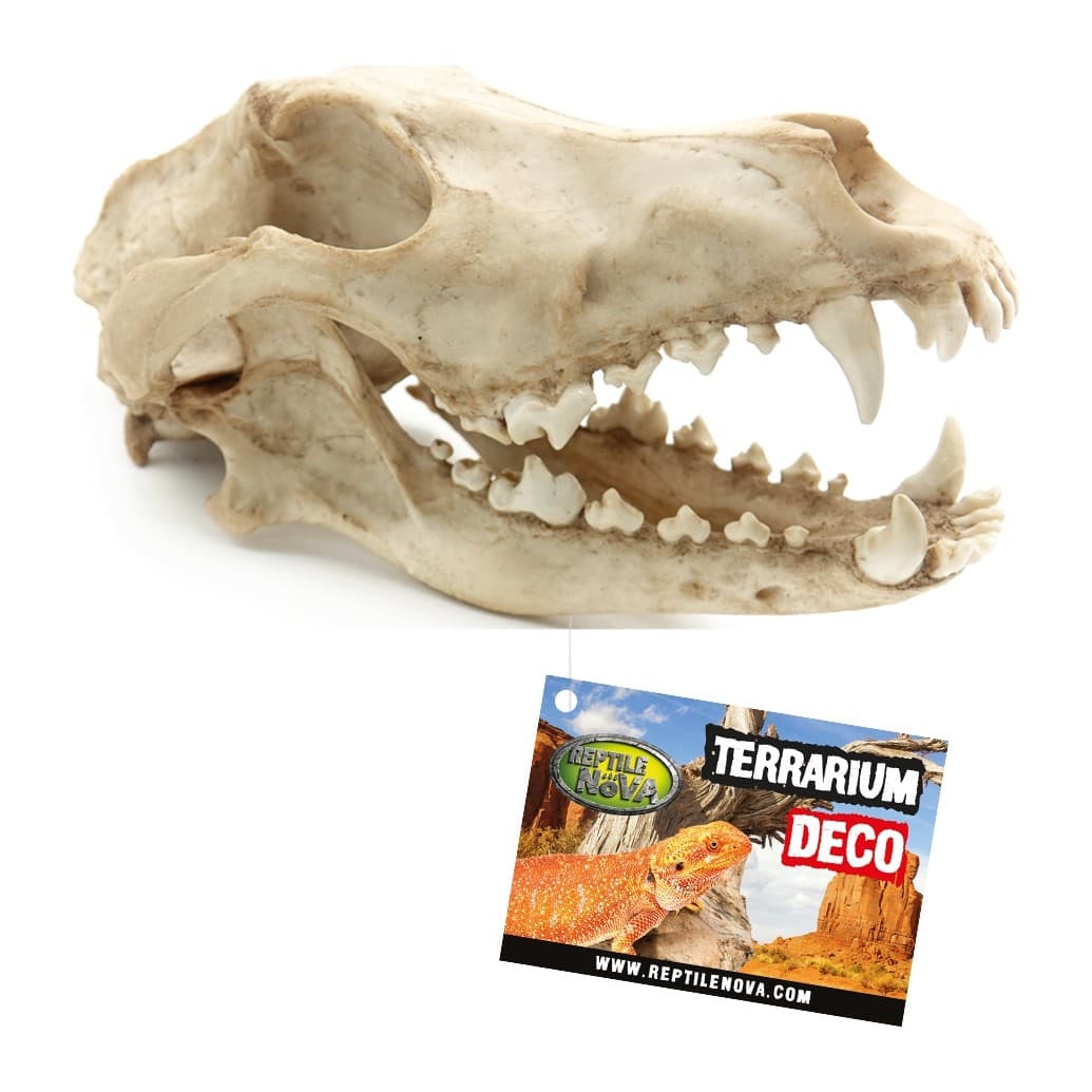 Reptile Nova Wolf Skull Terrarium Ornament