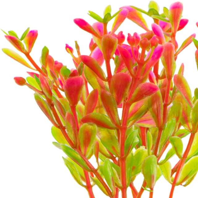Kruger Meier Plant Fluo Pink kunsttaim