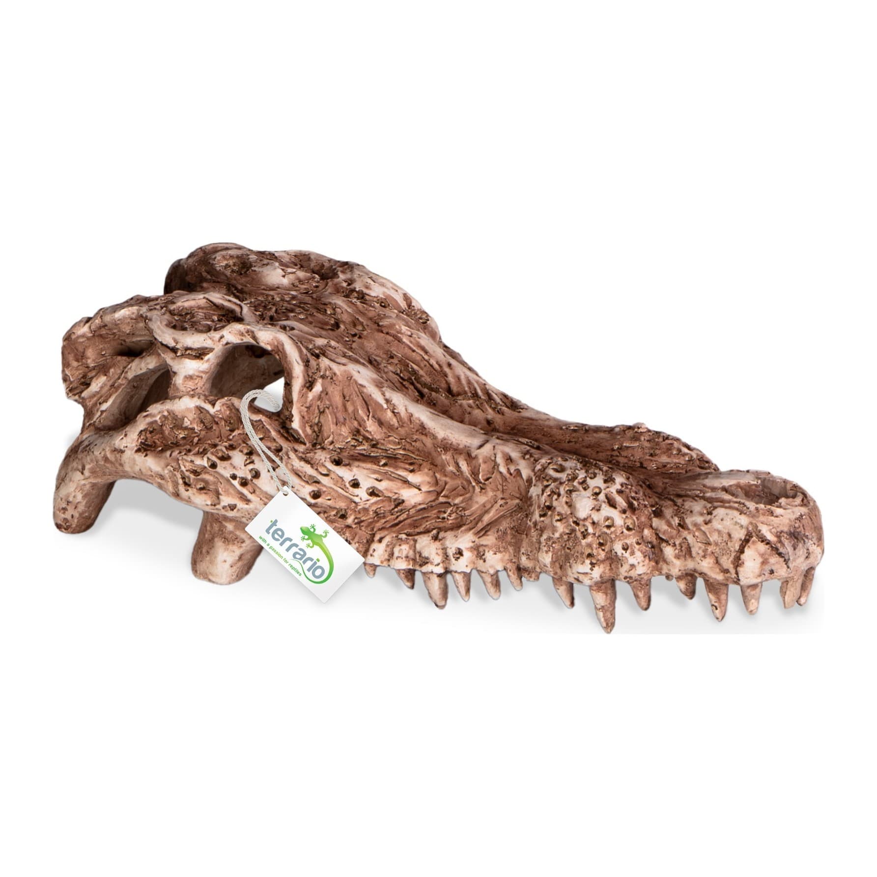 Terrario Crocodile Skull krokodillikolju dekoratsioon, 30 x 14 x 9 cm