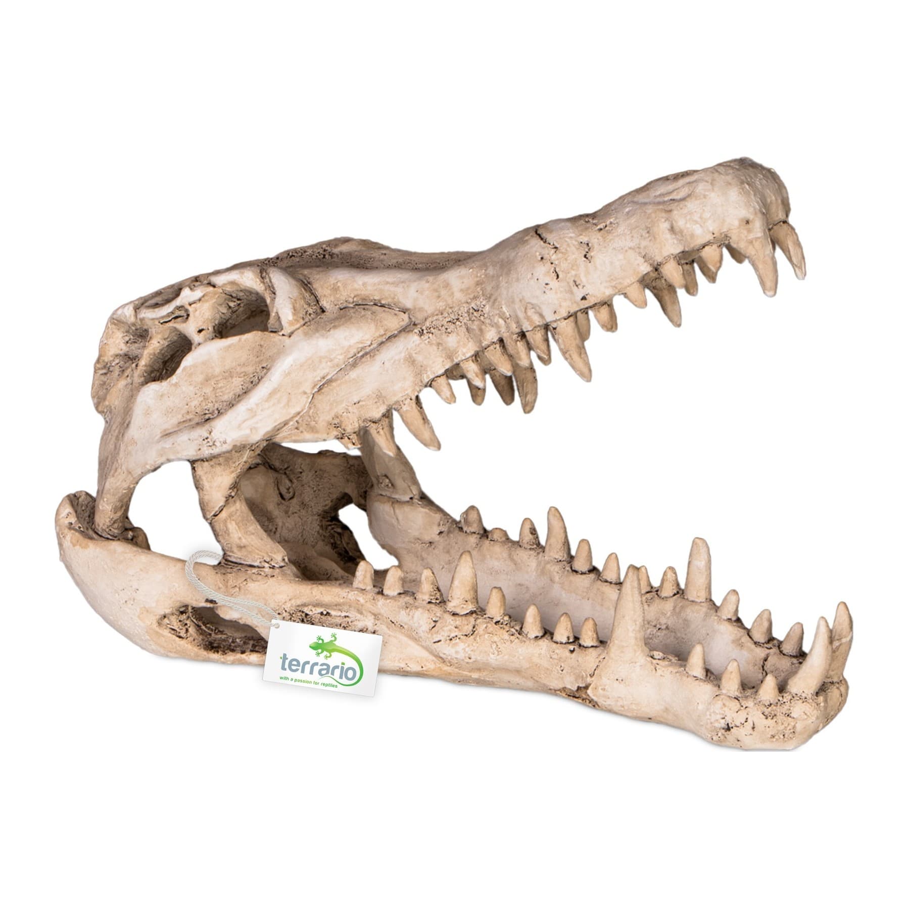 Terrario Crocodile Skull XL krokodillikolju dekoratsioon, 23 x 11 x 16 cm