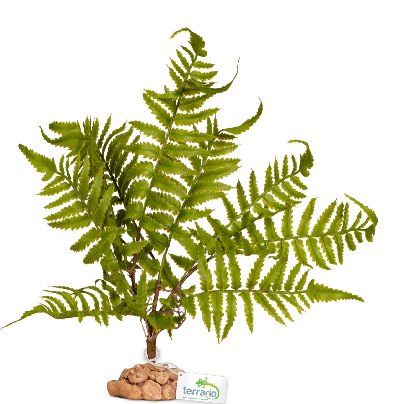 Terrario Fern Tree tehistaim terraariumile, 32 x 15 x 32 cm