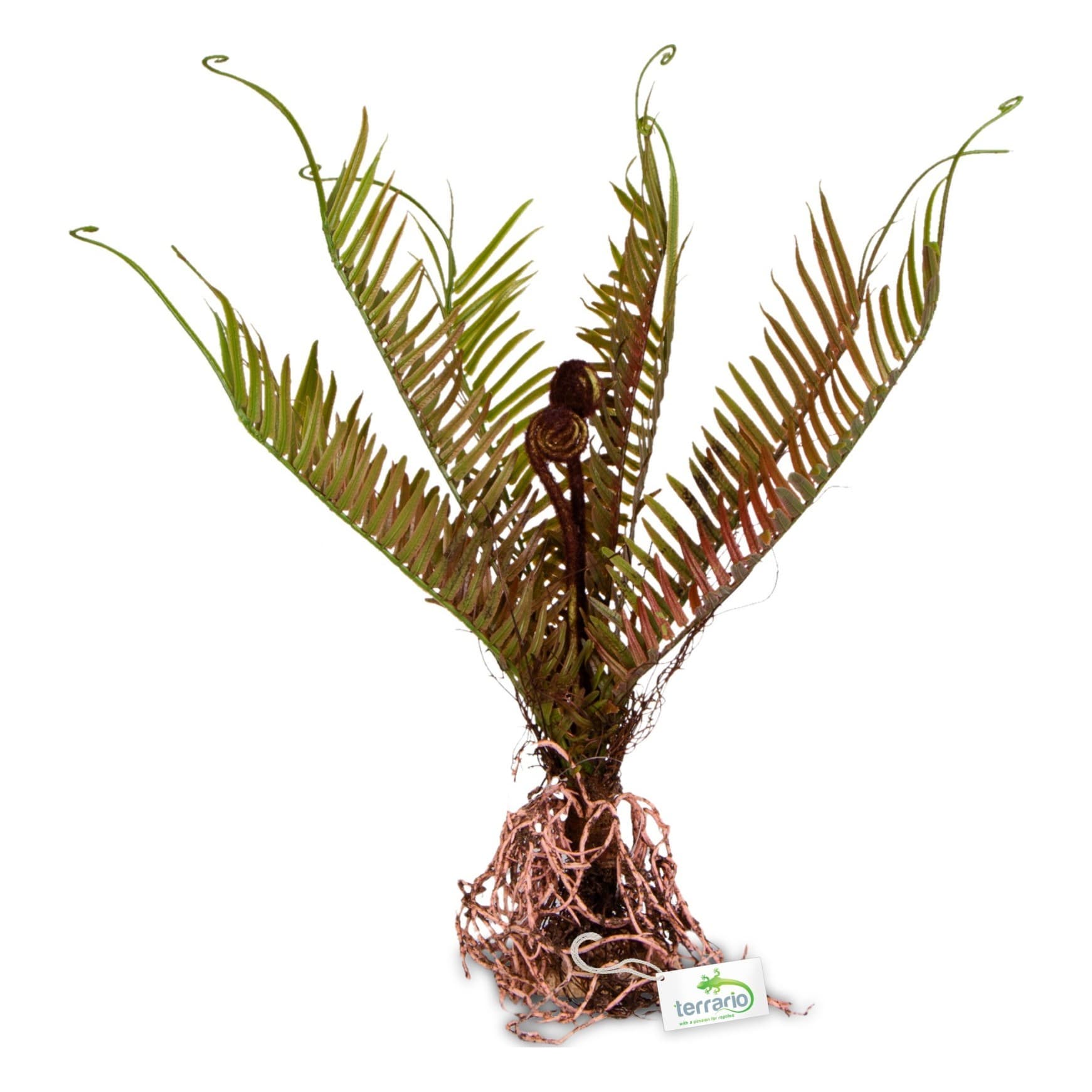 Terrario Giant Fern tehistaim terraariumile, 40 x 14 x 41 cm