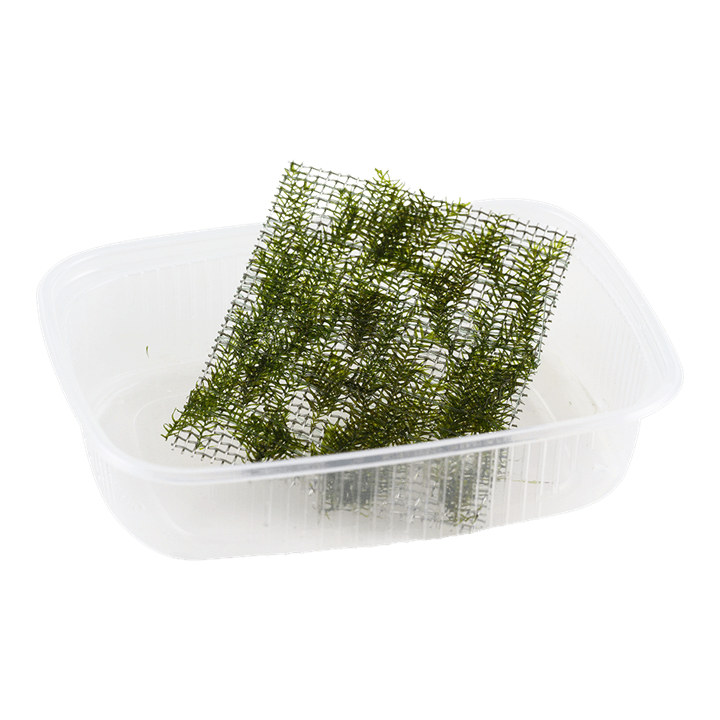 Fissidens fontanus