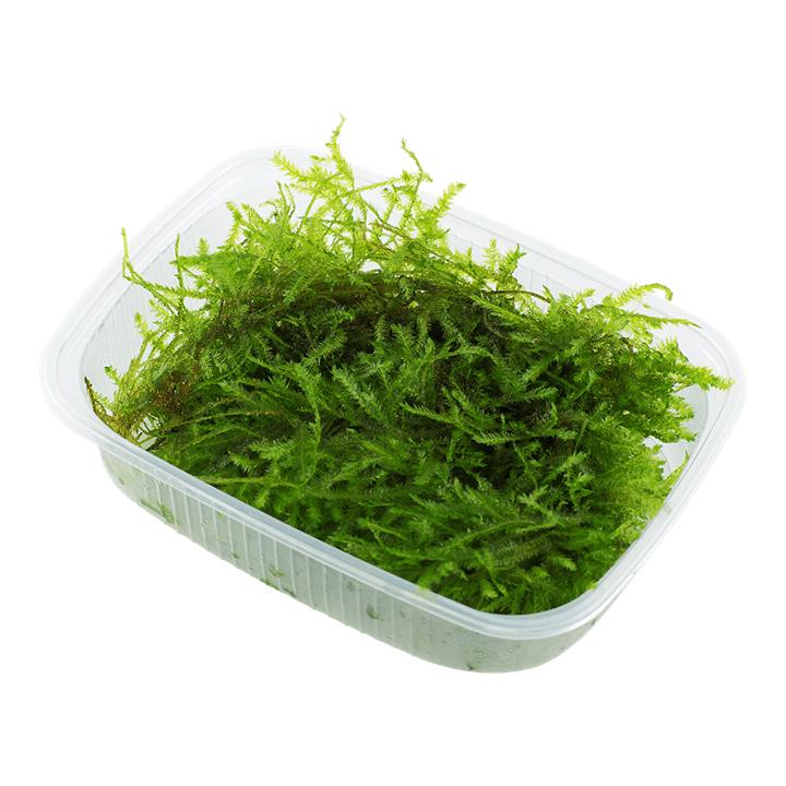 Vesicularia montagnei 'Christmas Moss'
